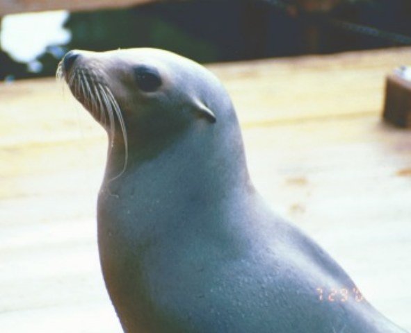 ../Images/Sugar_the_Sea_Lion.jpg