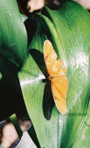 ../Images/Orange-Sulphur.jpg